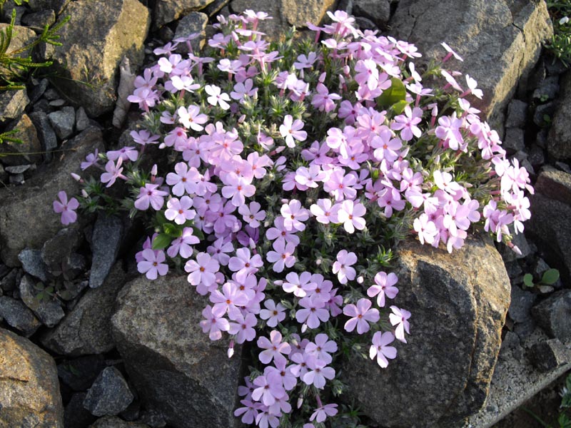 Phlox douglasii 'Eva' photo